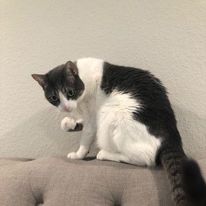 Meet your Posher, Sylvia